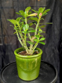 Adenium obseum \'Pinkstar\' - Ökenros
