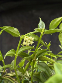 Hoya bella - Liten porslinsblomma