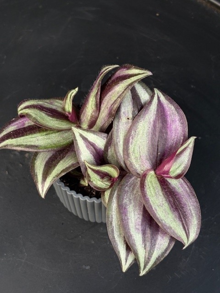 Tradescantia flum. Pink Joy - Skvallerreva i gruppen Växter / Krukväxter / Gröna växter/bladväxter hos Åsby Hem & Trädgård (134823)