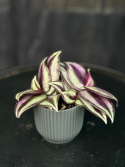 Tradescantia flum. Pink Joy - Skvallerreva