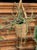 Selenicereus grandiflora