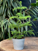 Araucaria heterophylla