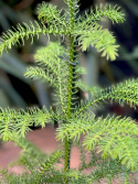 Araucaria heterophylla