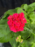 Pelargonium Dr. Margrethe