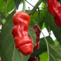 Capsicum Penis Chili EKO
