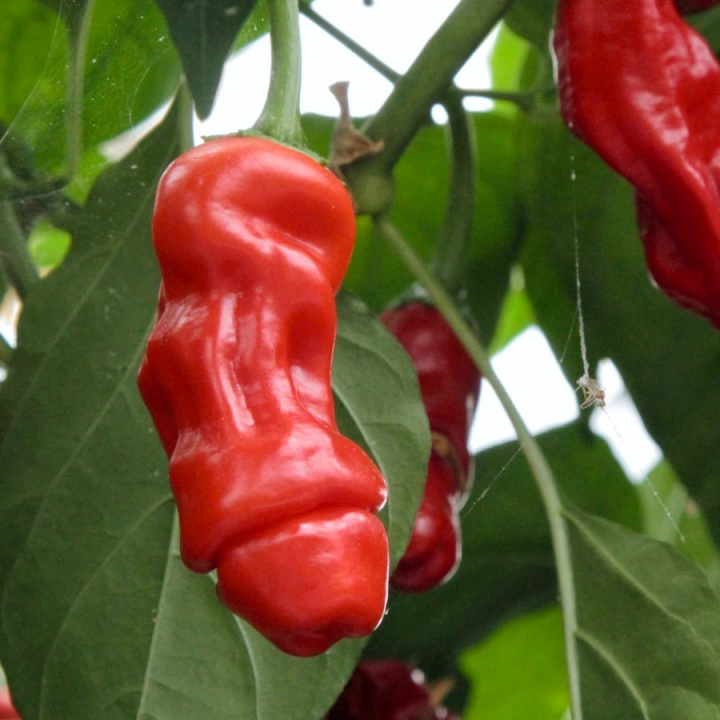 Capsicum Penis Chili EKO i gruppen Växter / Krukväxter / Kryddor & Ätbart hos Åsby Hem & Trädgård (138636)