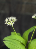 Allium ursinum - Ramslök