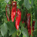 Capsicum \'Rubienne\'