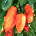 Capsicum Sweet Orange