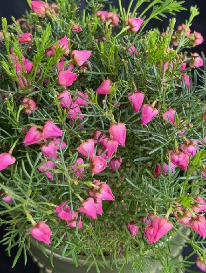 Boronia crenulata i gruppen Växter / Krukväxter / Blommande växter hos Åsby Hem & Trädgård (139227)