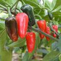 Capsicum Jalapeño EKO
