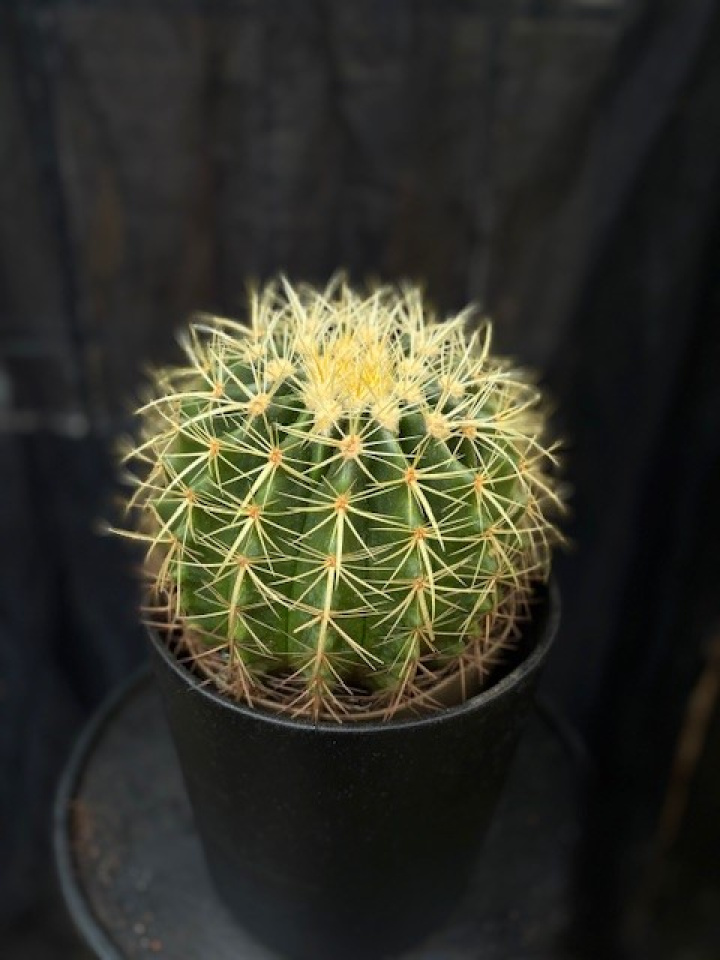 Echinocactus grusonii - Svärmors kudde i gruppen Växter / Krukväxter / Kaktusar & Suckulenter hos Åsby Hem & Trädgård (142536)