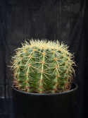 Echinocactus grusonii - Svärmors kudde