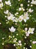 Boronia crenulata