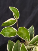 Hoya carnosa Krimson Queen - Porslinsblomma