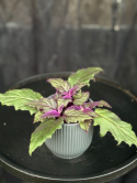 Gynura aurantiaca - Sammetsblad