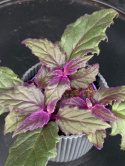 Gynura aurantiaca - Sammetsblad