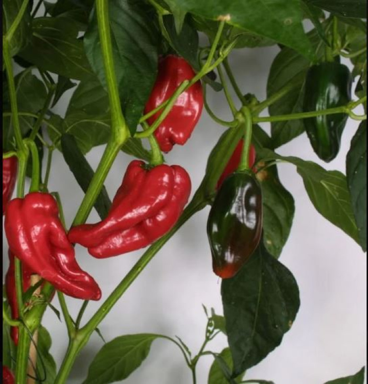 Capsicum \'Tapas Padron\' i gruppen Växter / Krukväxter / Kryddor & Ätbart hos Åsby Hem & Trädgård (144285)