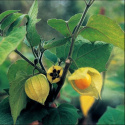Physalis grisea - Gyllenbär