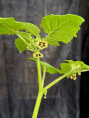 Physalis grisea - Gyllenbär