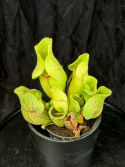 Sarracenia purpurea subs. venosa - Flugtrumpet