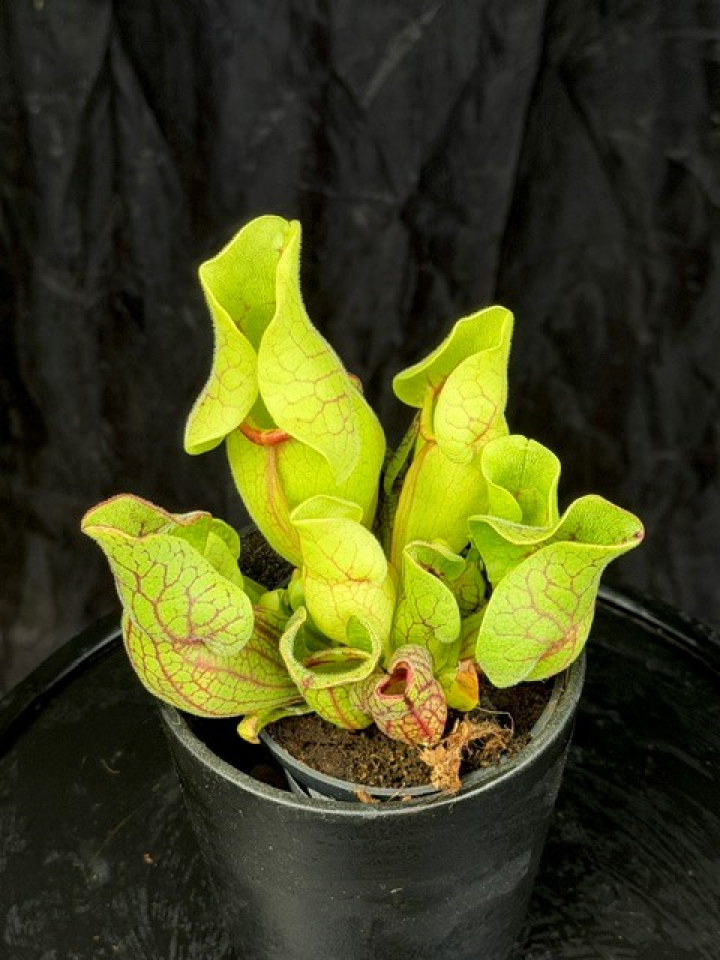 Sarracenia purpurea subs. venosa - Flugtrumpet i gruppen Växter / Krukväxter / Insektsfångande växter hos Åsby Hem & Trädgård (145933)