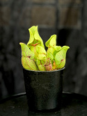 Sarracenia purpurea subs. venosa - Flugtrumpet