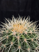 Echinocactus grusonii - Svärmors kudde