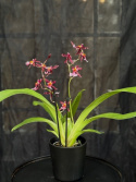 Oncidium \'Katrina Zoch\' - Fjärilsorkidé