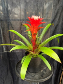 Guzmania \'Hope\' - Juvelblomma