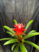 Guzmania \'Hope\' - Juvelblomma