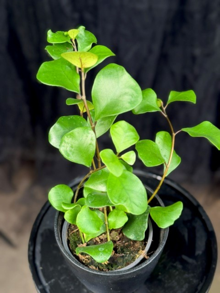 Ficus natalensis subsp. leprieurii - Triangelfikus i gruppen Växter / Krukväxter / Gröna växter/bladväxter hos Åsby Hem & Trädgård (147684)
