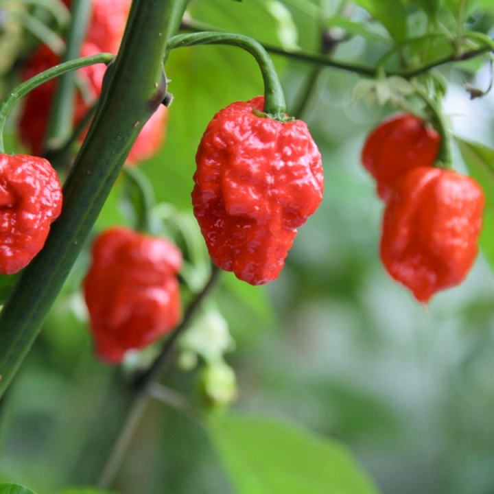 Capsicum Carolina Reaper EKO i gruppen Växter / Krukväxter / Kryddor & Ätbart hos Åsby Hem & Trädgård (149530)