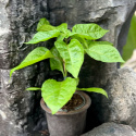 Capsicum Carolina Reaper EKO