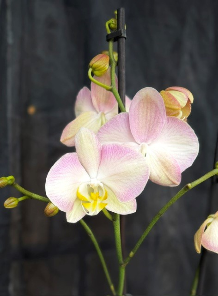 Phalaenopsis \'Rainbow\' - Brudorkidé i gruppen Växter / Krukväxter / Orkidéer hos Åsby Hem & Trädgård (150299)