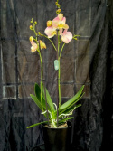 Phalaenopsis \'Rainbow\' - Brudorkidé
