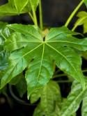 Fatsia japonica