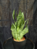 Sansevieria zeylanica - Dolklilja