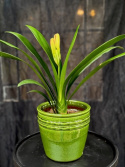 Clivia miniata - Mönjelilja