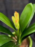 Clivia miniata - Mönjelilja