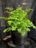 Adiantum raddianum Fritz Luthi