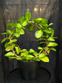Hoya carnosa \'Tricolor\' - Porslinsblomma