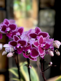 Phalaenopsis multi. Hornglim Vicky