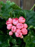 Pelargonium Pink Pandora