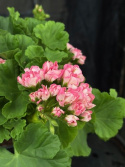 Pelargonium \'Princess Filippa\' - (Australian Pink Rambler)