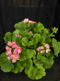Pelargonium \'Princess Filippa\' - (Australian Pink Rambler)