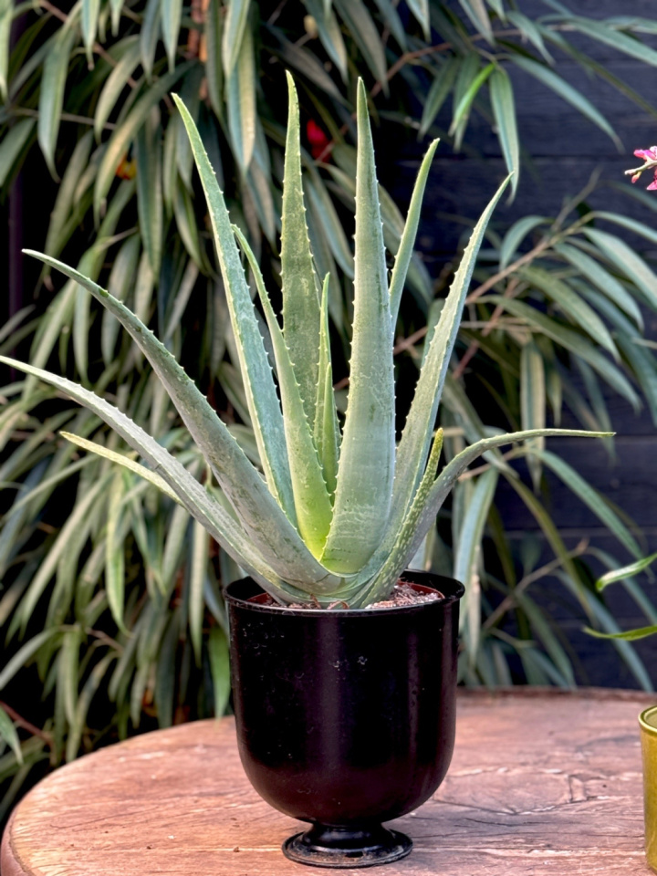 Aloe vera i gruppen Växter / Krukväxter / Gröna växter/bladväxter hos Åsby Hem & Trädgård (154565)