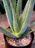 Aloe vera