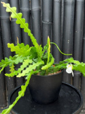 Epiphyllum anguliger - Flikig bladkaktus