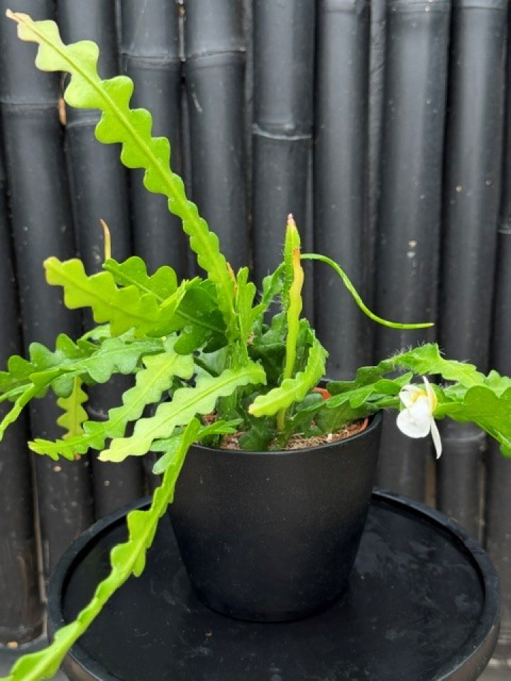 Epiphyllum anguliger - Flikig bladkaktus i gruppen Växter / Krukväxter / Kaktusar & Suckulenter hos Åsby Hem & Trädgård (155923)